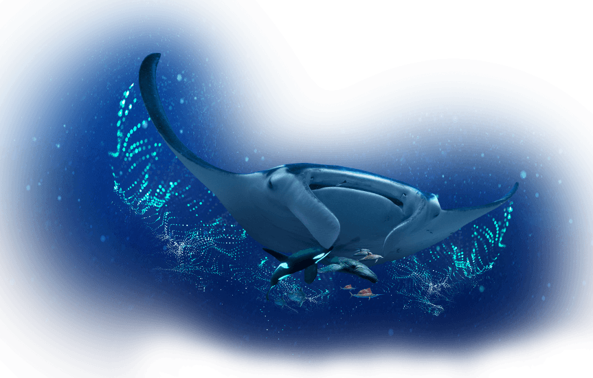 Manta